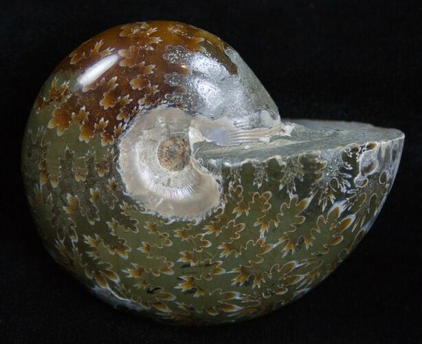 Inch Polished Ammonite From Madagascar #2256